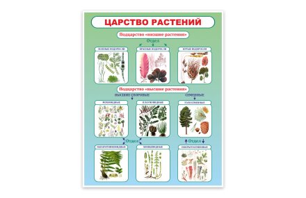 Стенд Царство растений 