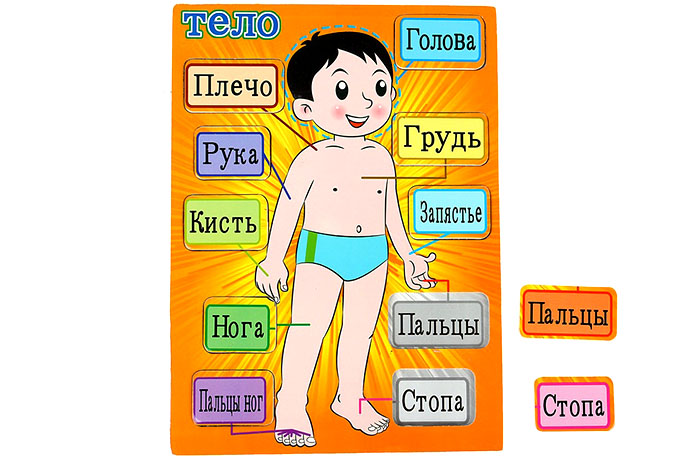 Рамка - вкладыш "Моё тело"