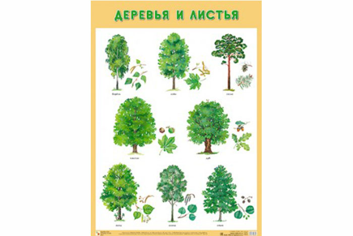 Плакат Деревья и листья