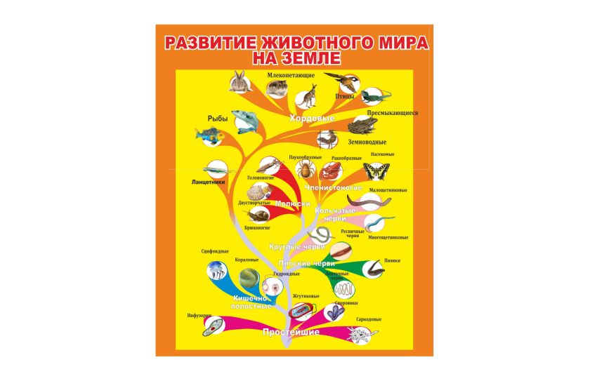 Стенд "Развитие животного мира"