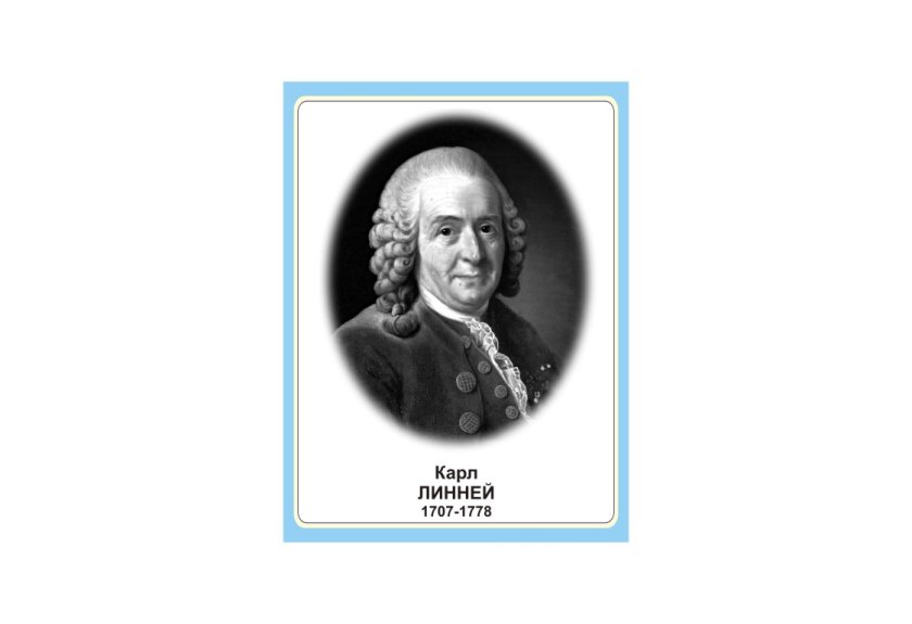 Стенд портрет Карл Линней